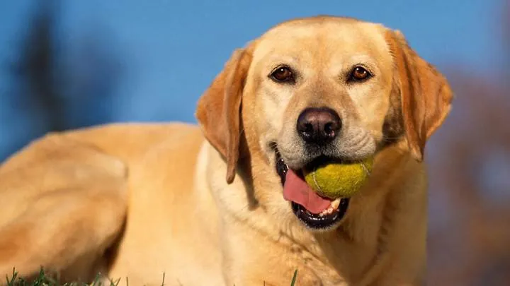 Dog Tennis Ball