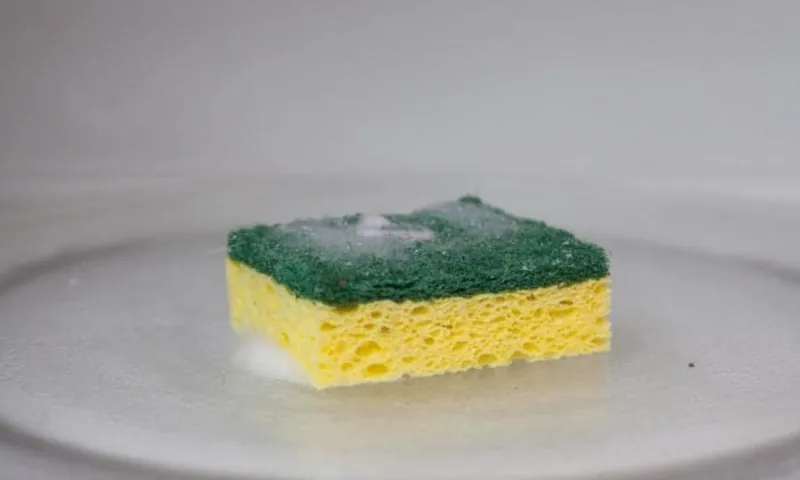 sponge