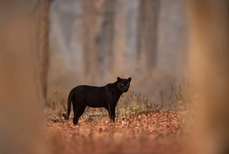 A black panther