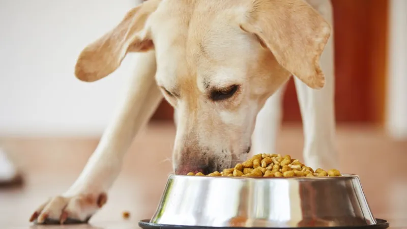 dog food