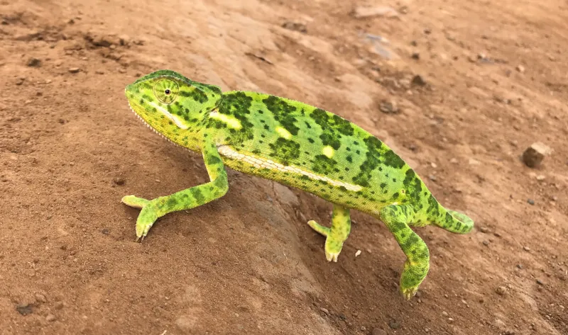 wildlife Thanda Safari