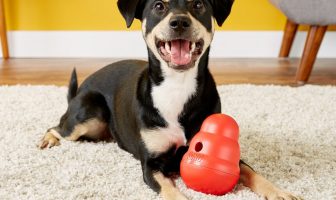 KONG Wobbler Treat Dispensing Dog Toy