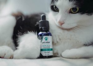 Hemp for pets