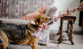 dog toys