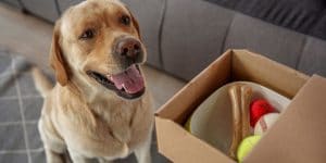 dog toys