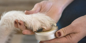 cat paw balm