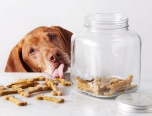 dog treats