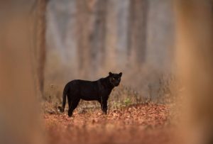 A black panther 