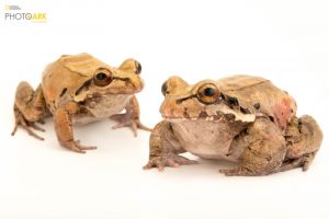 Photo Ark