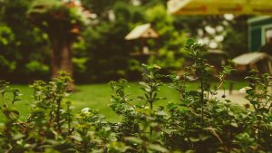 Green garden
