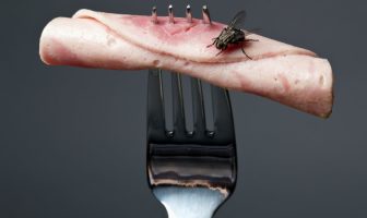 house flies