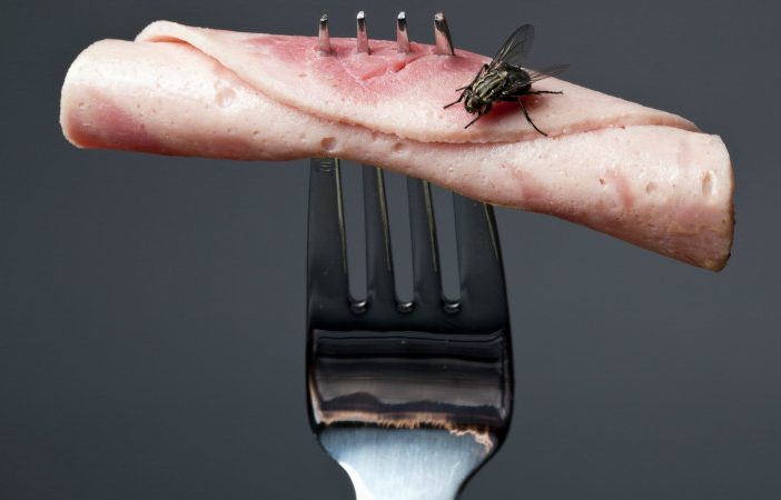 house flies