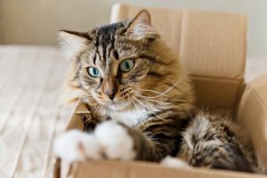 Cat sitting in a cardboard box