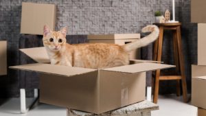 Cat sitting in a cardboard box