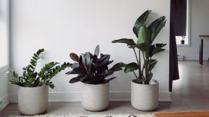 plants