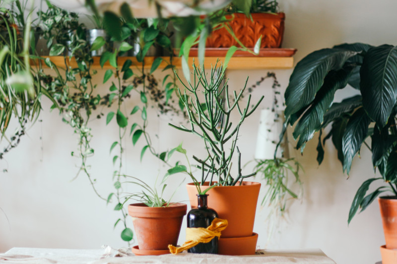 plants