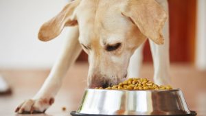 dog food