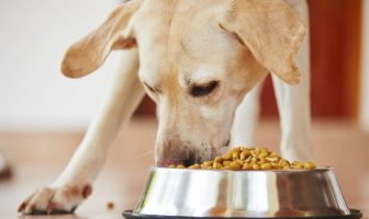 dog food