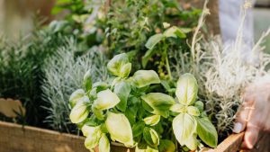 gin garden