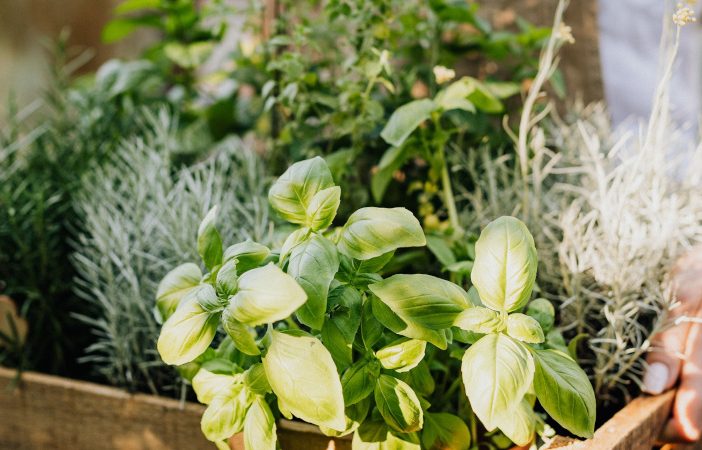 gin garden