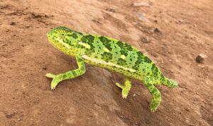 wildlife Thanda Safari