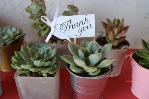 Succulent with a personalised tag