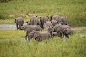 Kruger Safari