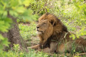 Kruger Safari