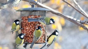 bird feeders
